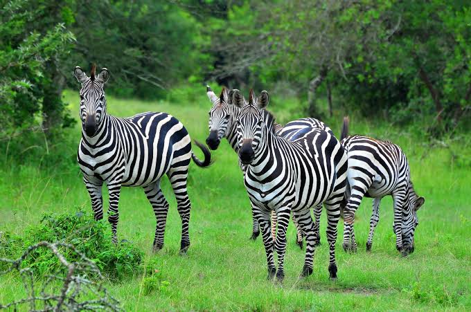 Lake Mburo National Park Uganda