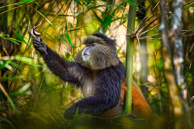 Rwanda Wildlife Safari Beyond Gorillas