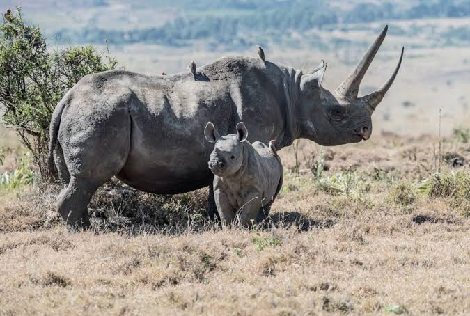 Akagera National Park Big Five Rwanda