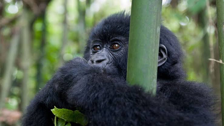 Gorilla Trekking and Sunset Cruise Uganda