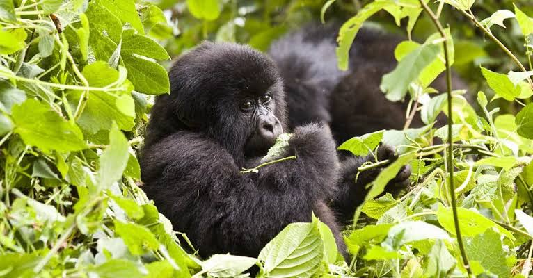 Gorilla Safari Tea Plantation Rwanda