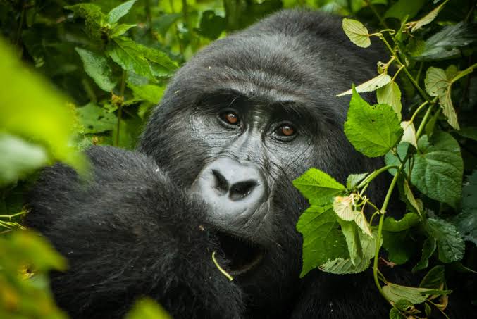 Gorilla Trekking and Art & Craft Market Ugand