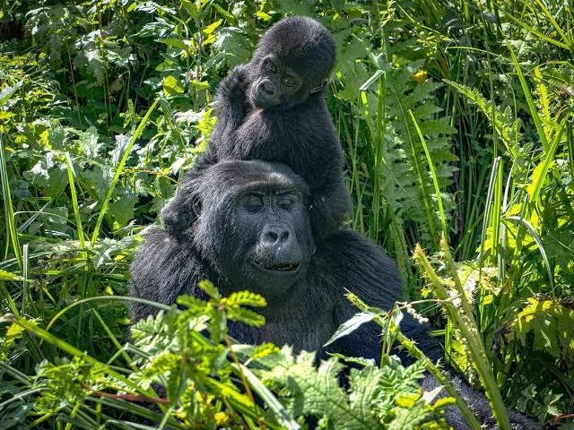 Gorilla Trekking and Lake Victoria Visit
