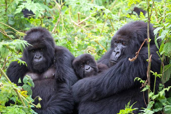 Gorilla Trekking and Ssese Islands Uganda