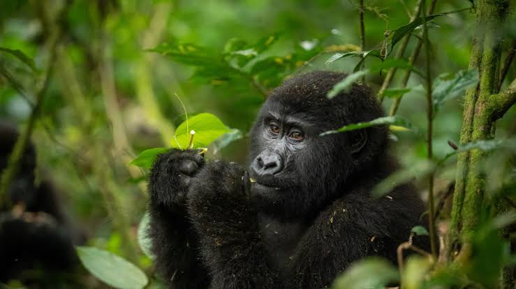 Gorilla Trekking Tips and Gratuities Budget