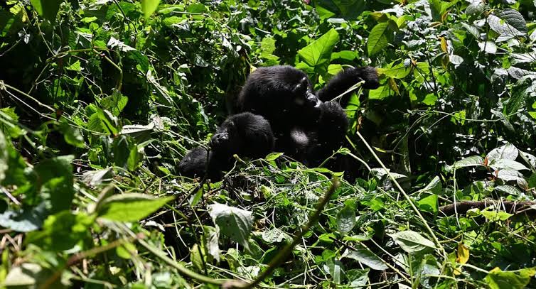 How to Save Money Gorilla Trekking Uganda