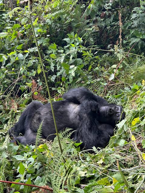 Gorilla Trekking April Guide