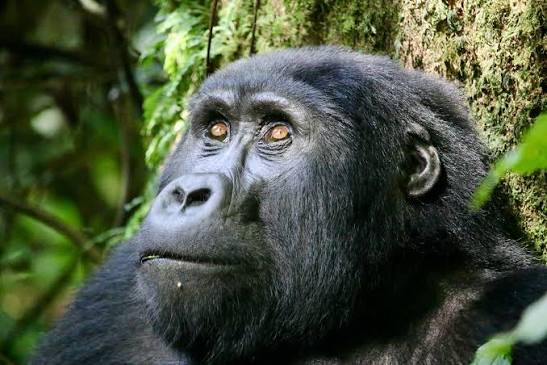 Gorilla Trekking August Guide: