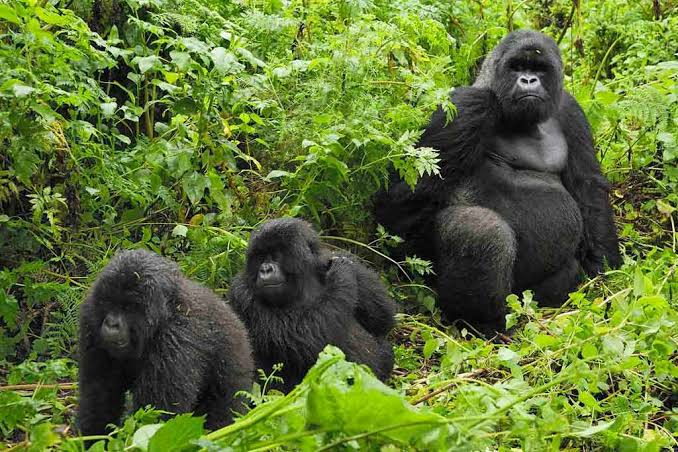 Mountain Gorilla Behavior During Trekking