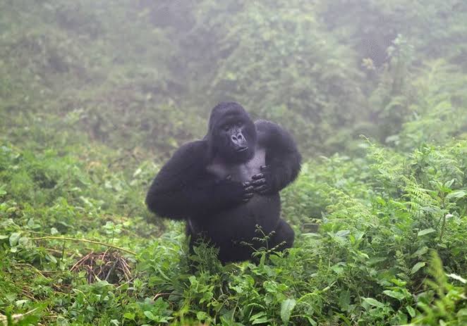 What to Do If a Gorilla Charges
