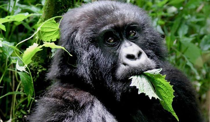 What Does a Silverback Gorilla Eat?