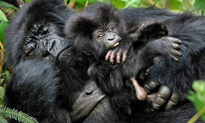 Gorilla Nesting Behavior