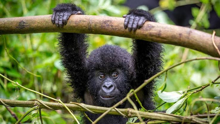 Gorilla Intelligence Facts for Trekkers