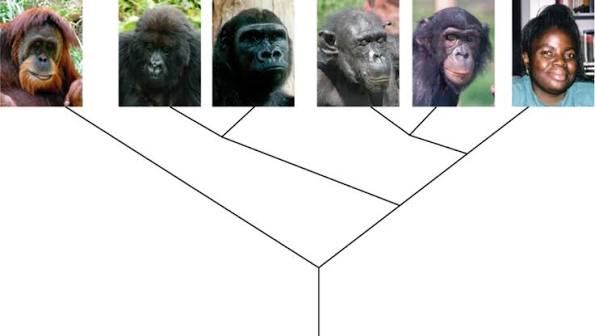 Gorilla DNA Similarity to Humans: