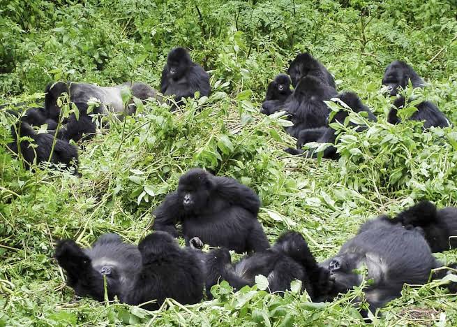 How Are Gorilla Groups Named?