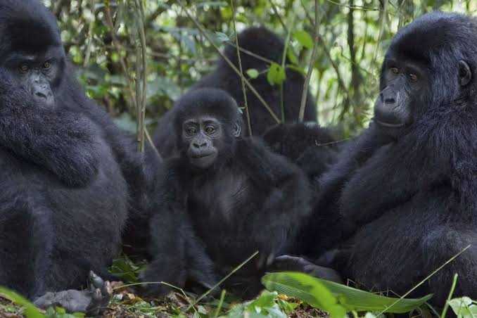 COVID-19 Rules for Gorilla Trekking 2026