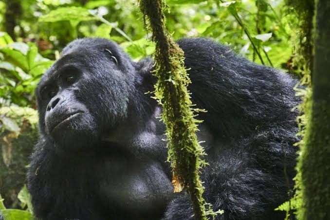 Why Only 1 Hour with Gorillas?