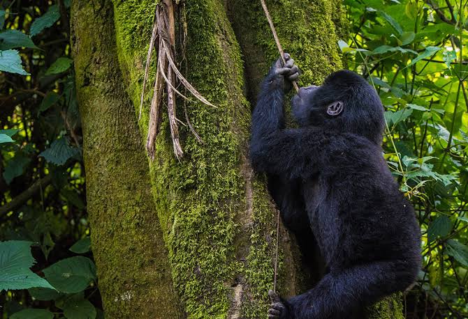 Toilet Facilities During Gorilla Trekking in the Forest