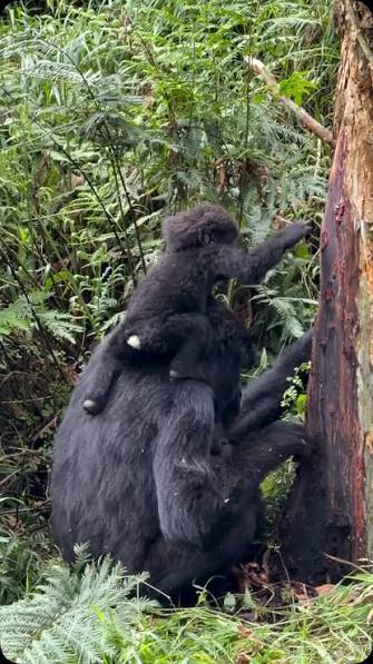 Gorilla Trekking and Menstruation
