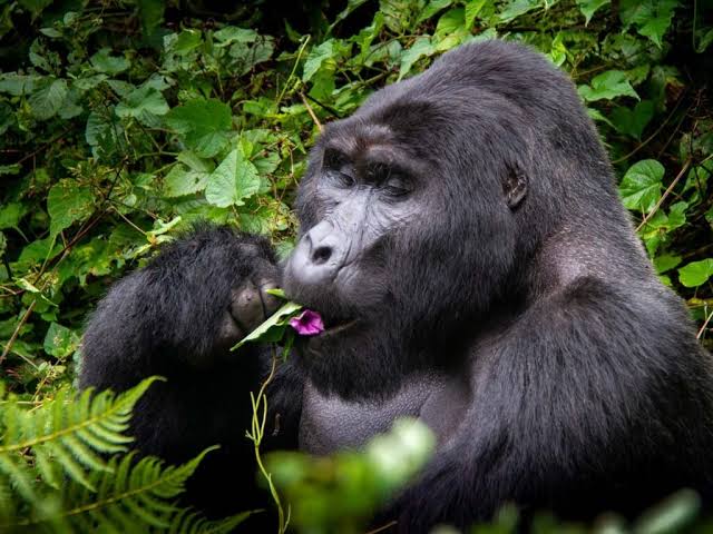 Gorilla Trekking Perfume and Scent Rules