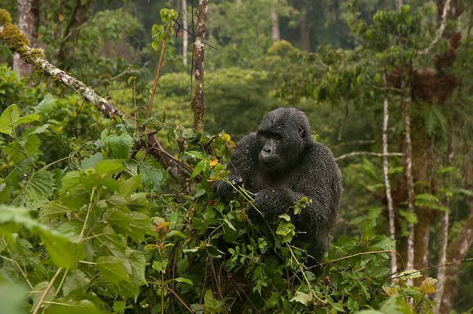 Habinyanja Gorilla Group Full Profile