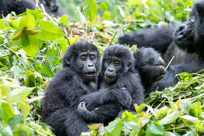 Rushegura Gorilla Group Full Profile