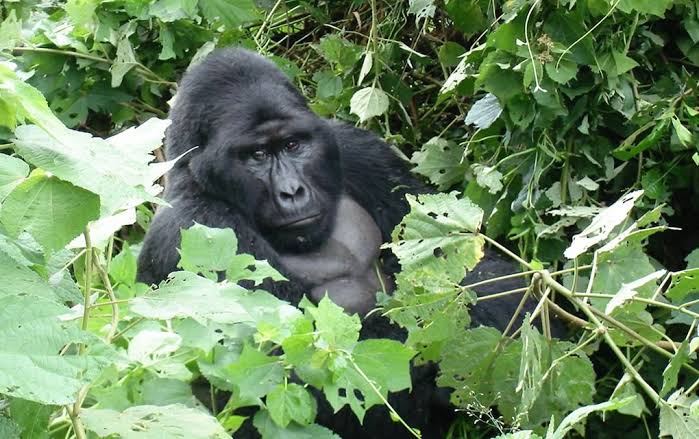 Mubare Gorilla Group Full Profile