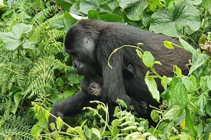 Kyaguliro Gorilla Group Full Profile