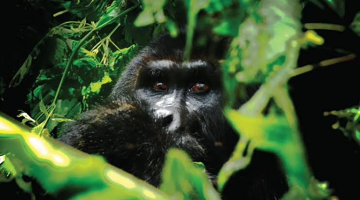 Bitukura Gorilla Group Full Profile