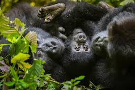 Kahungye Gorilla Group Rushaga Profile