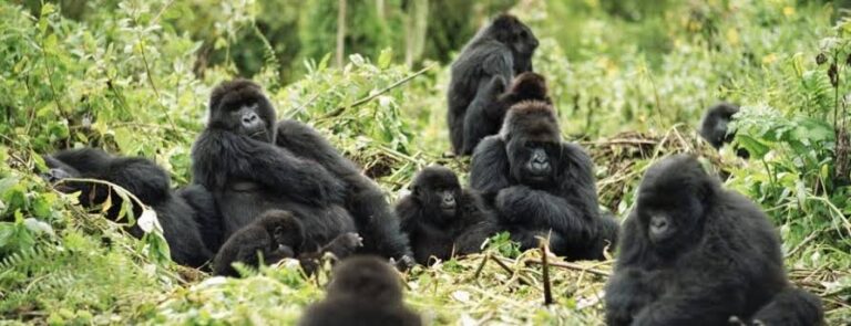 Busingye Gorilla Group Profile