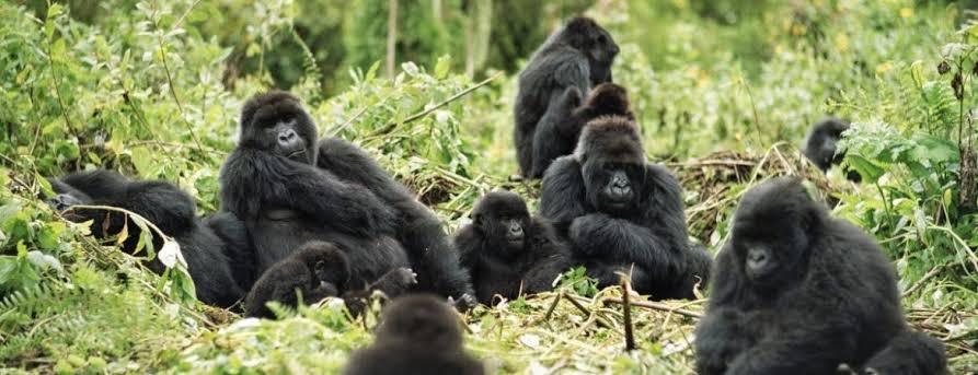 Busingye Gorilla Group Profile