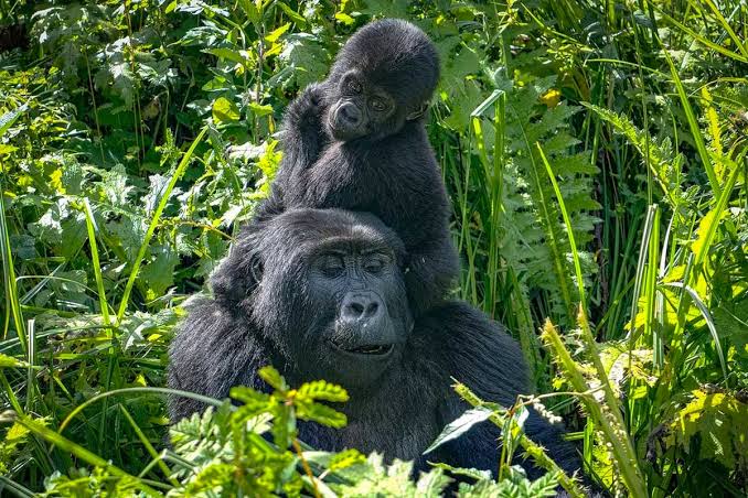 Bikingi Gorilla Group Bwindi