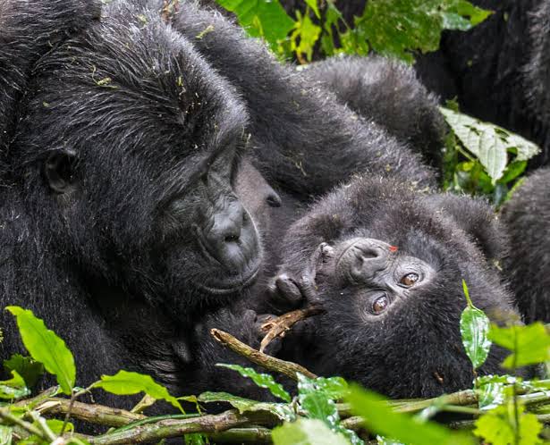 Rwigi Gorilla Group Bwindi