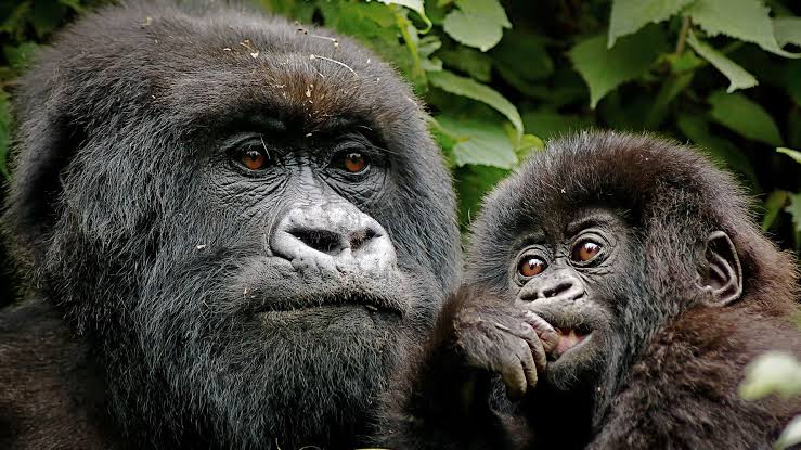 Gorilla Groups in Volcanoes National Park Profiles