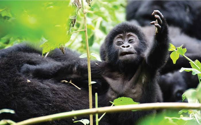 Amahoro Gorilla Group Rwanda:
