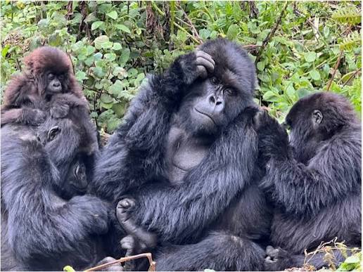 Kwitonda Gorilla Group Rwanda