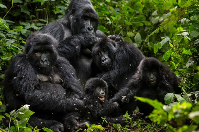 Gorilla Groups in Virunga DRC