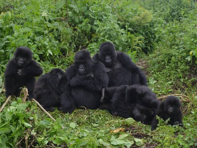 Best Gorilla Group for Photography