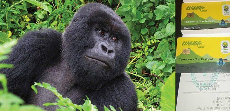 Gorilla Trekking Certificate: