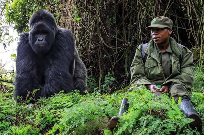 Gorilla Tracker Guide Role