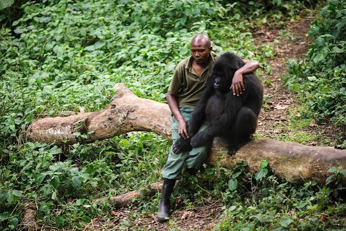 Anti-Poaching Gorilla Conservation Rangers