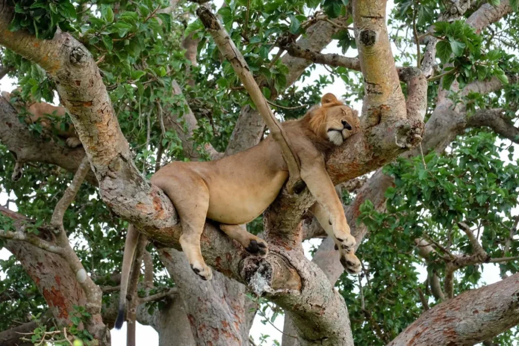 Tree-Climbing Lions Uganda