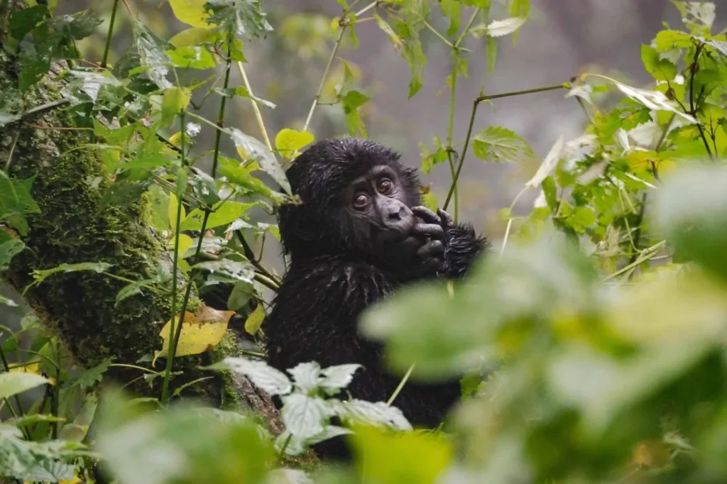 Gorilla Habituation Experience vs Trek