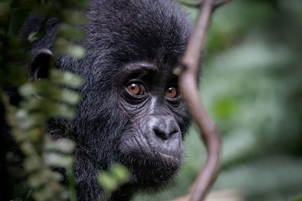 Baby Gorilla Facts