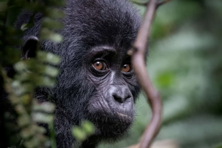 Baby Gorilla Facts