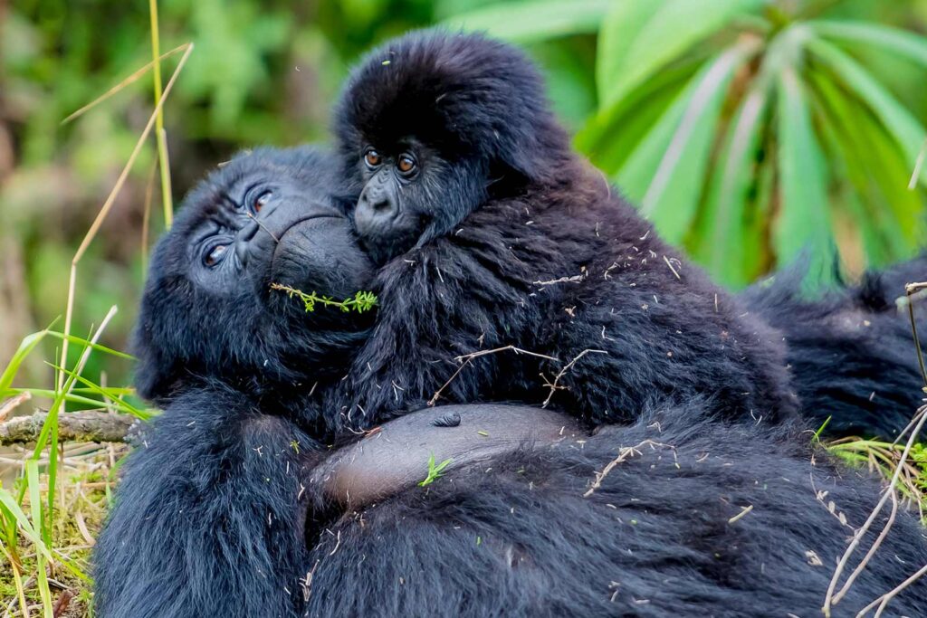 Rwanda Franc for Gorilla Safari