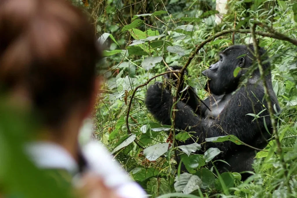 Rwanda Franc for Gorilla Safari