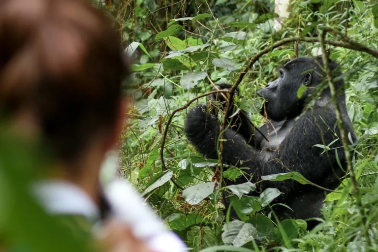 Ugandan Shilling for Gorilla Trekking