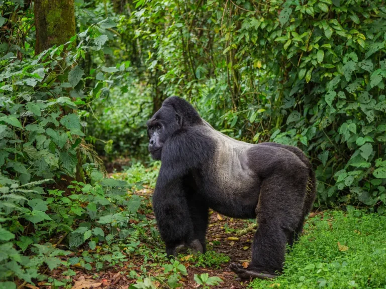 Gorilla Trekking from Germany: